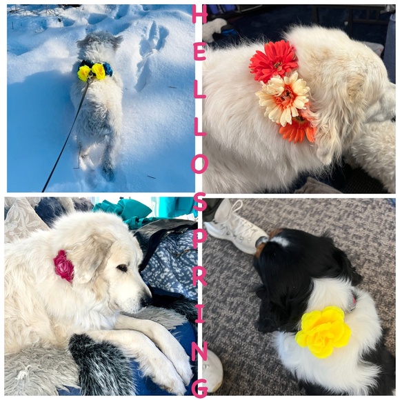 $2/$3/$4 Bundled🌹🐕🌸🐾🌼🐩🌺🌷SPRING COLLAR PAWER FLOWERS!! 🌹🐕🌸🐾🌼🐩🌺🌷 - Picture 1 of 16